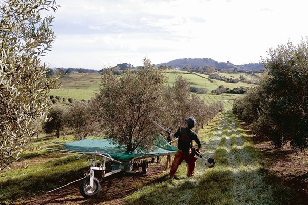 Simu olive harvest